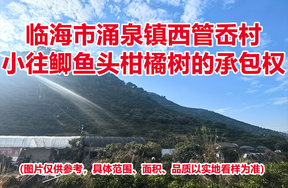 临海市涌泉镇西管岙村小往鲫鱼头柑橘树的承包权